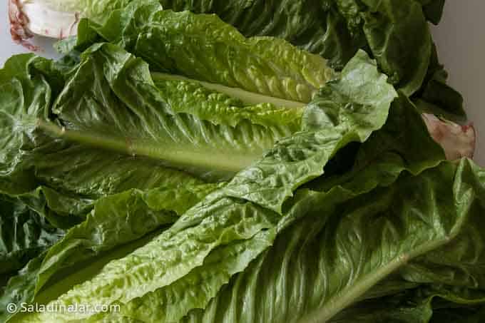 unchopped romaine lettuce leaves.