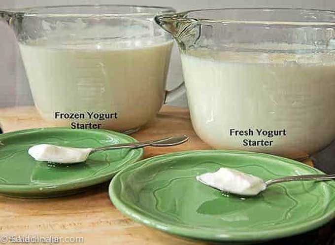 comparison of yogurt made from fresh starter to yogurt made with frozen starter