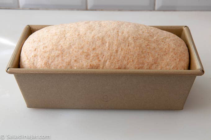 loaf of bread after proofing, before going into the oven.