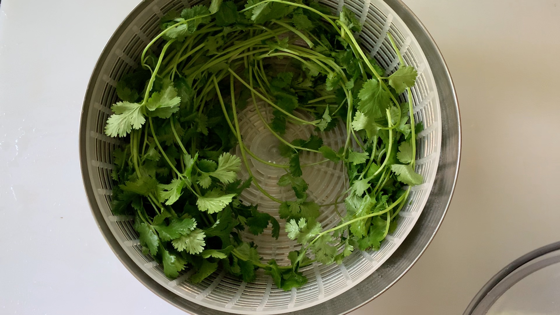 drying cilantro in a salad spinner