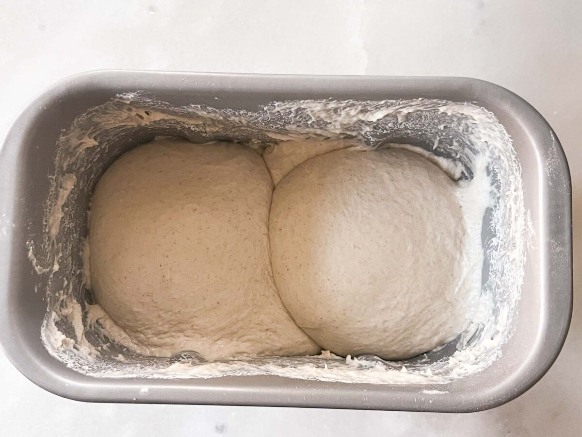 sourdough at the end of the DOUGH cycle. the dough should look puffy.
