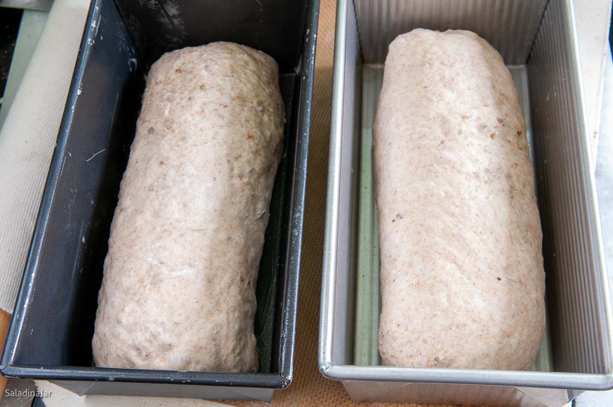 comparing two loaves before they rise in the pan