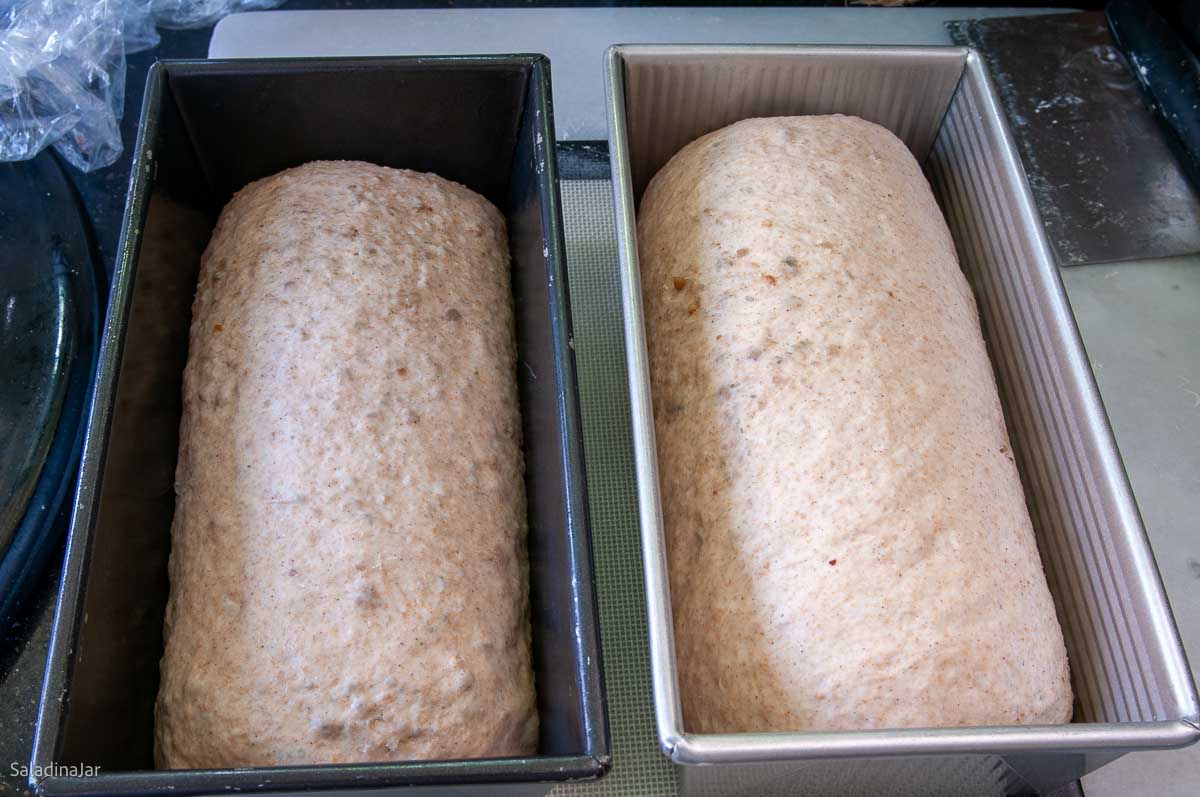 comparing two loaves after the second rise.